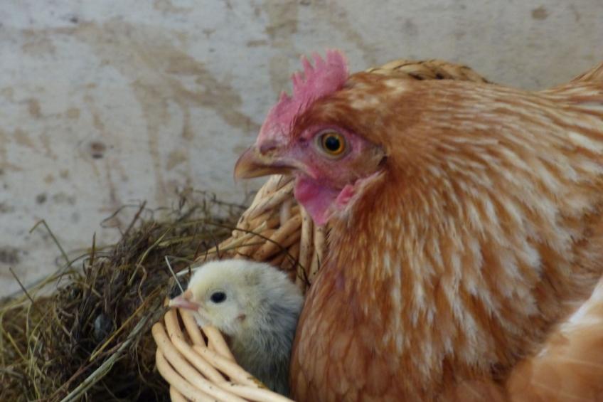 Domäne mit Terrasse, Grill und Garten - foto 5