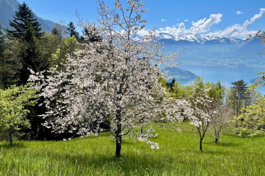 Chalet Bärgblick - foto 28