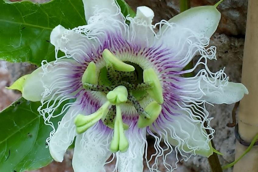 Casa Vale Vinagre, schöne Villa in der Natur - foto 39