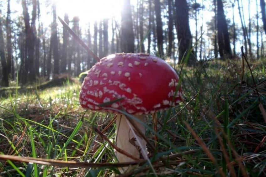 NATUR IN IHRER REINSTEN FORM - foto 30