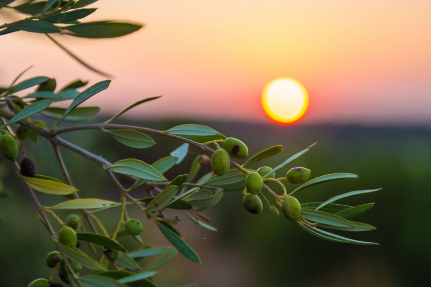 Villa Mathea - Kreta - Große Luxusvilla mit privatem Pool - Zentrale aber ruhig - foto 45