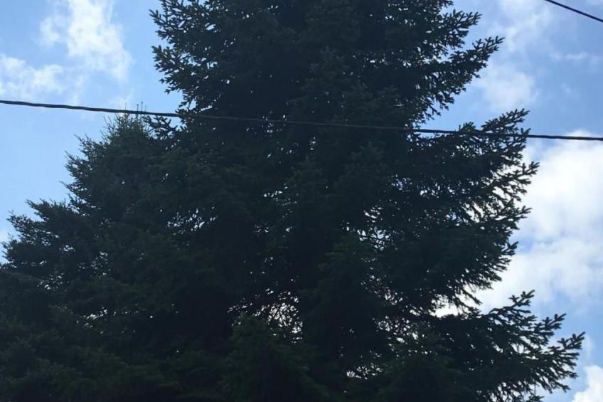 in Oberlahr mit Großem Garten - foto 5