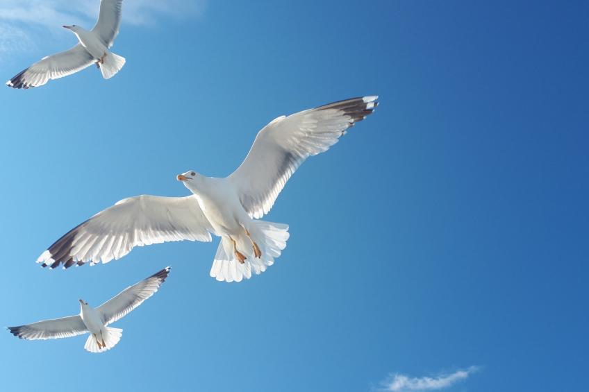 Strandnahes Ferienhaus mit privatem Garten - foto 10