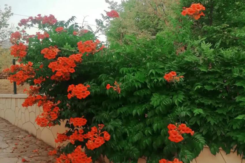 Three Bedroom Villa  With Private Pool - foto 33