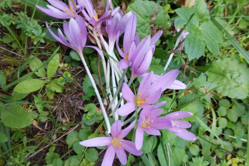 Berghütte "Pumbaa House" mit eigenem 'Pool' - foto 24