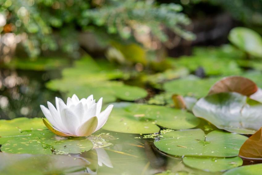 Loge aux Loups, Innenpool, Sauna, nahe am See - foto 41