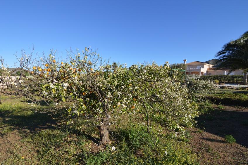 Finca Los Niños - foto 28