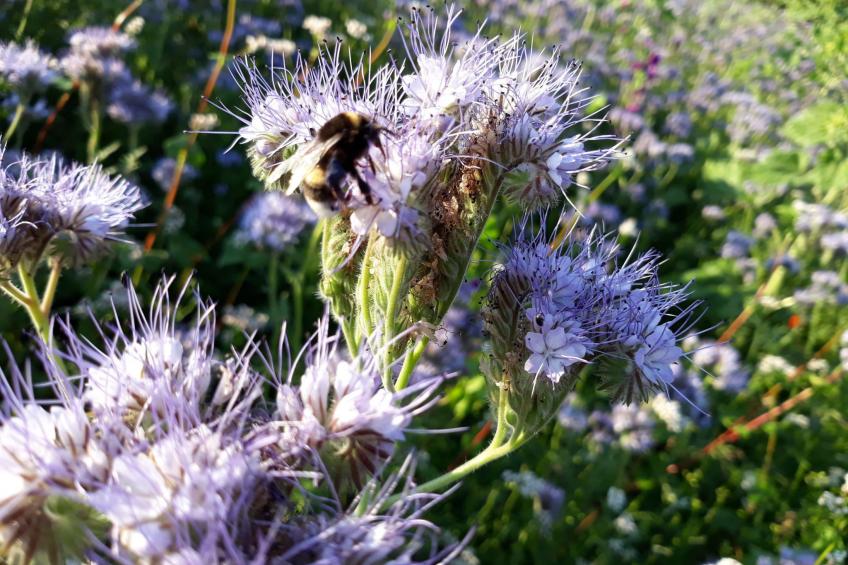 Land-Ferienhaus - foto 31