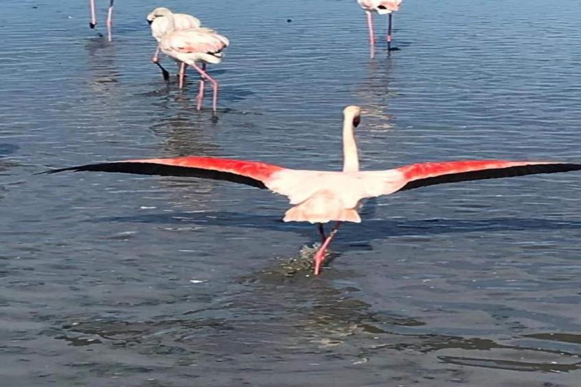 Cap Camargue B N 26 - 2P4 - foto 31