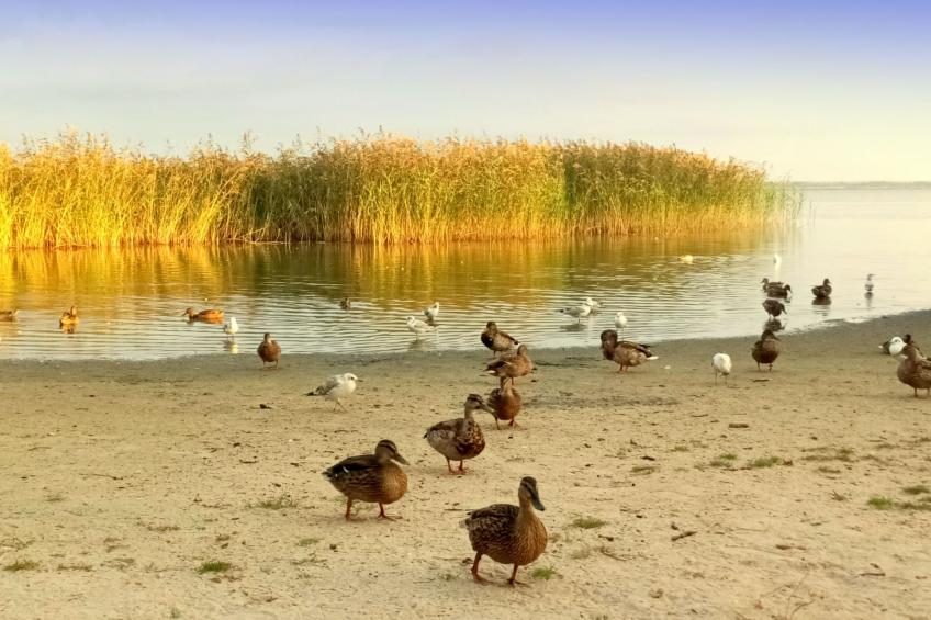 "Paradise Star Bobolin" - foto 30