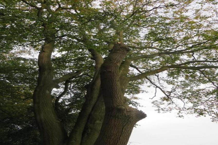 Shrawardine Train Carriage - foto 38