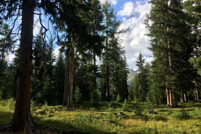 Chesa Giannuot - foto 35