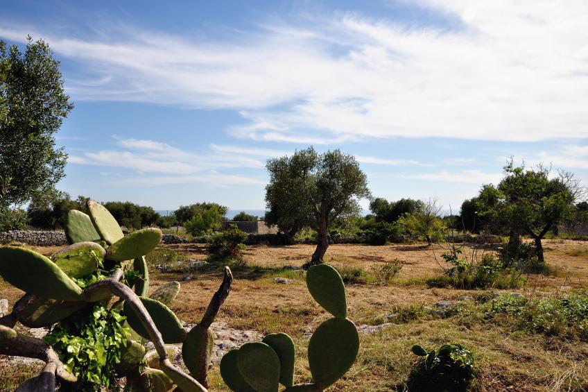 La Conchiglia di Torre Vado With Sea View - foto 24