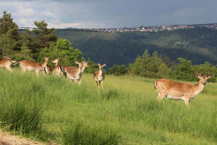 Schwarzwald Marie - foto 40