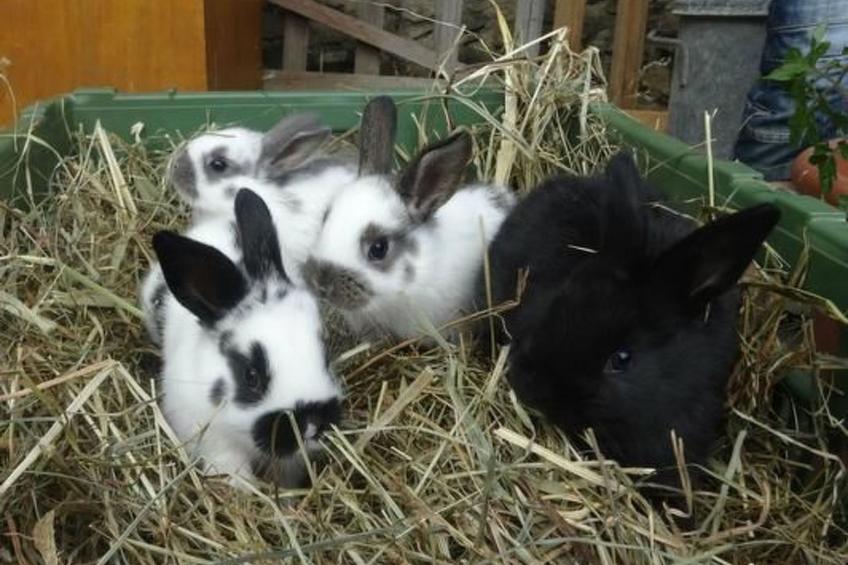 Hof Schürweid - foto 8