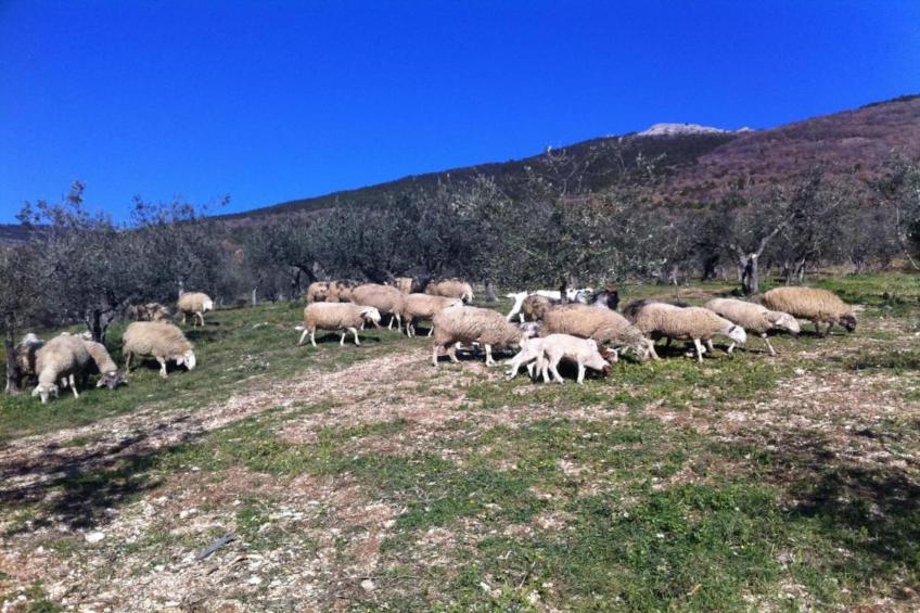 Il Mandorlo - foto 38