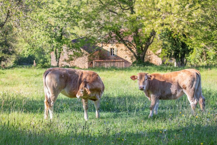 Le petit Nichoir - foto 34