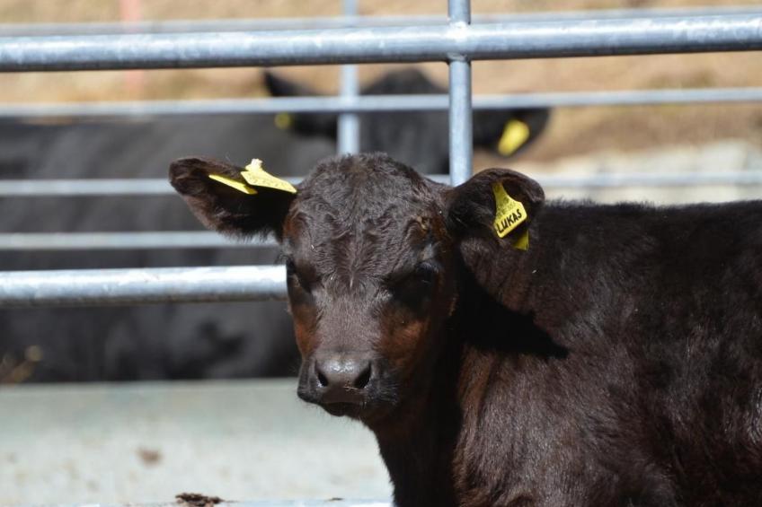 Biohof Furn - foto 14