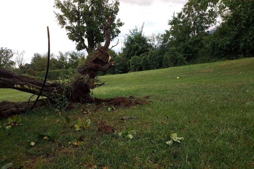 Family Suite / Standard Suit Room - foto 21
