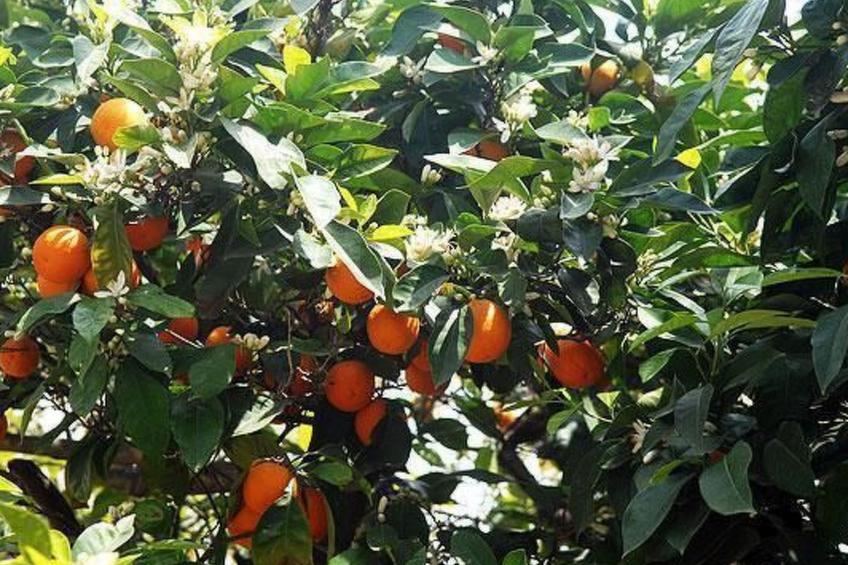 Spiti Limnos, idyllisch gelegen im Orangenhain - foto 19