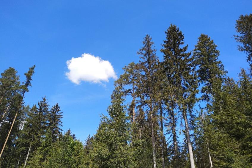 Fichtelzauber mit Sauna - foto 24