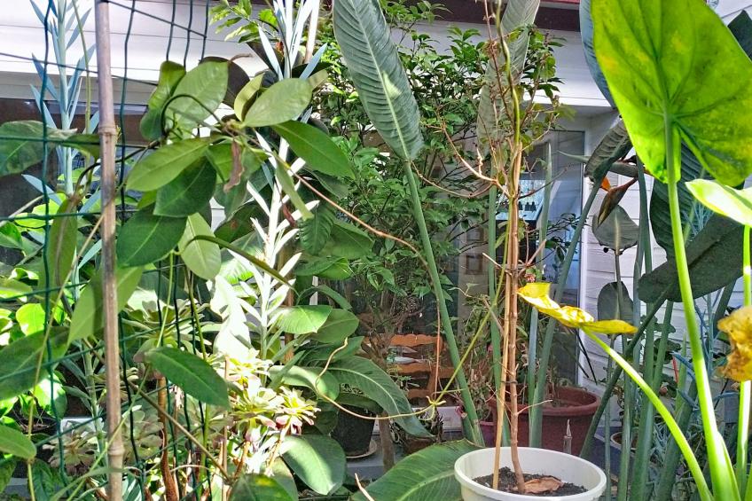 Le Paradis des Fleurs - foto 24