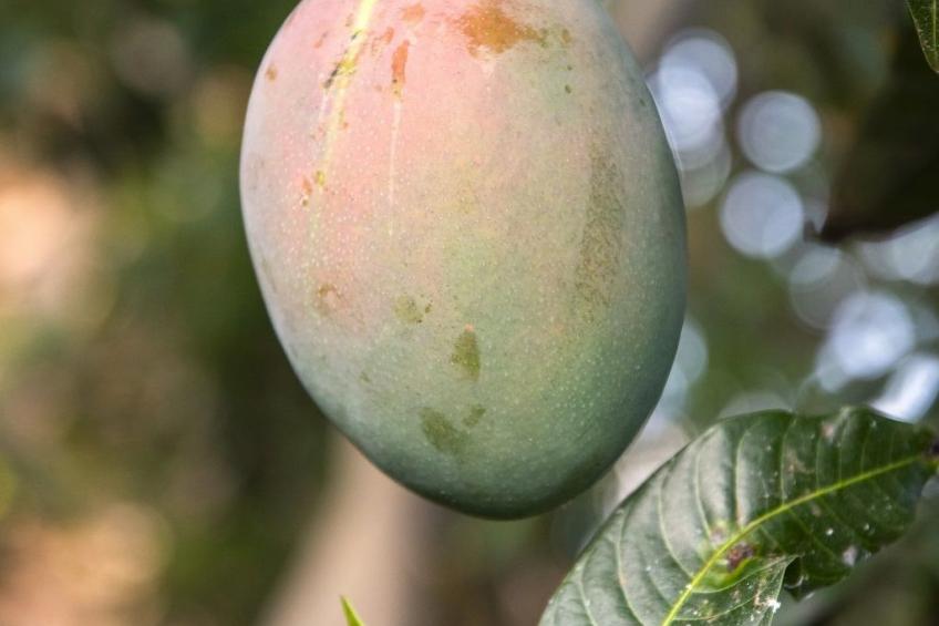 Finca Villa Clara 4 - foto 32