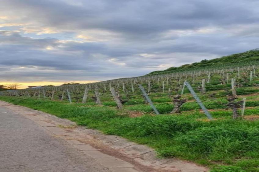 Wilder Wein - foto 31