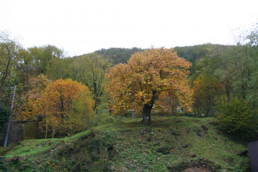 für 3 Personen ca. 37 m&sup2- in Lumarzo, Norditalien (Ligurien) - foto 4