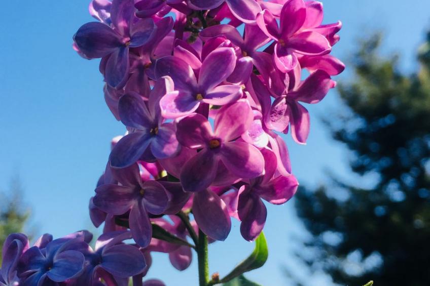 Löwenzahn - foto 20