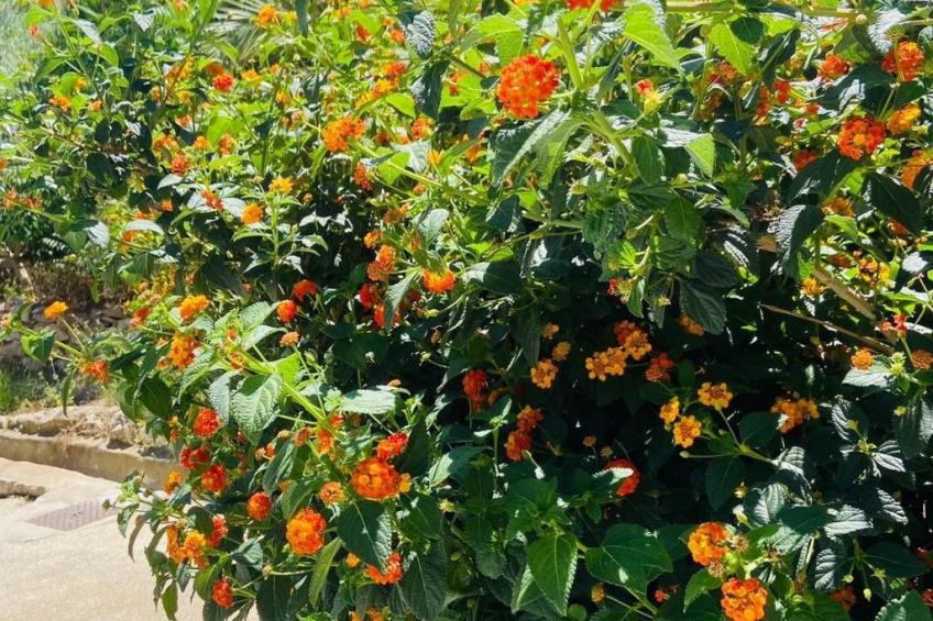 Appartement Fanny in der wunderschönen Bucht von Niolon - foto 9