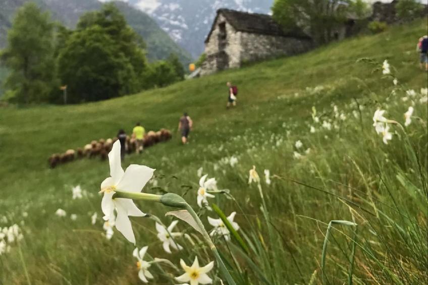 Typisches Tessiner Landleben im Centovalli - foto 3