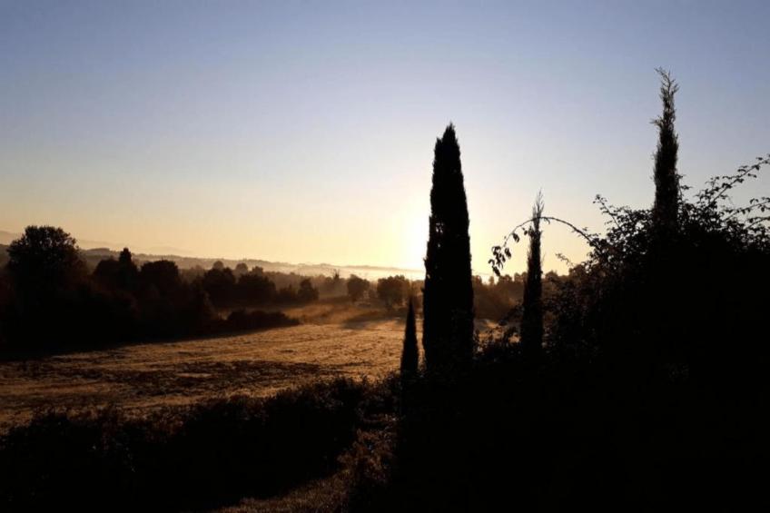 Paulonia - foto 22