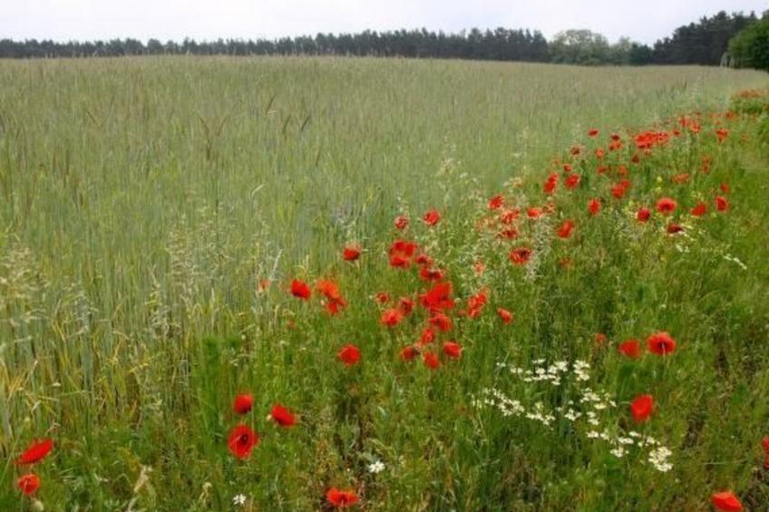 Haus am Feld 2 - foto 16