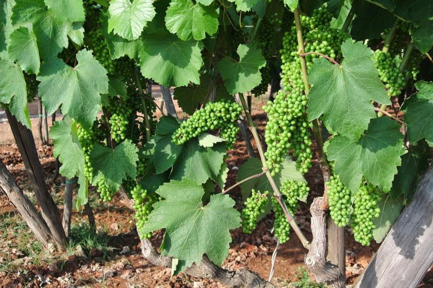 Villetti Trullissimo - foto 20