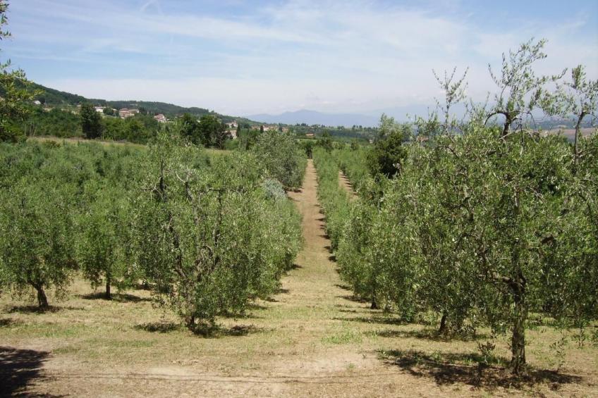 Il Podere La Regina mit privatem Pool - foto 25