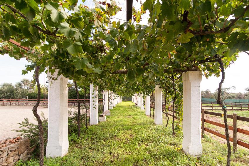 Tenuta Aphrodite - foto 5
