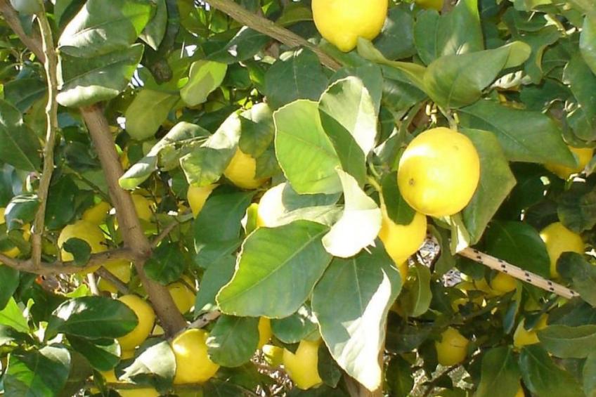 Arcobaleno - foto 14