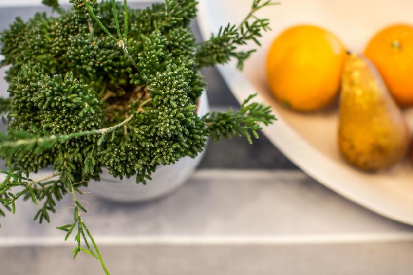 Komfortables Studio-Apartment Höchsten - foto 18