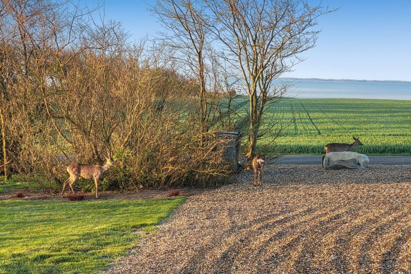 "Imilie" - 250m to the inlet in The Liim Fiord - foto 23