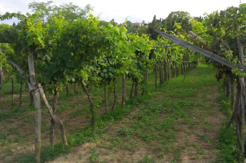 Appartement mit Balkon - foto 6