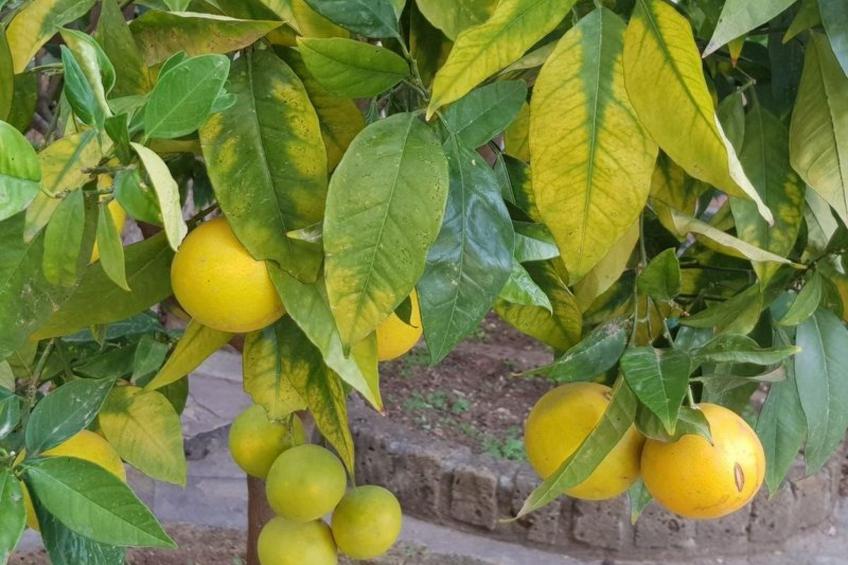 Su Niu Crobu unten - foto 21