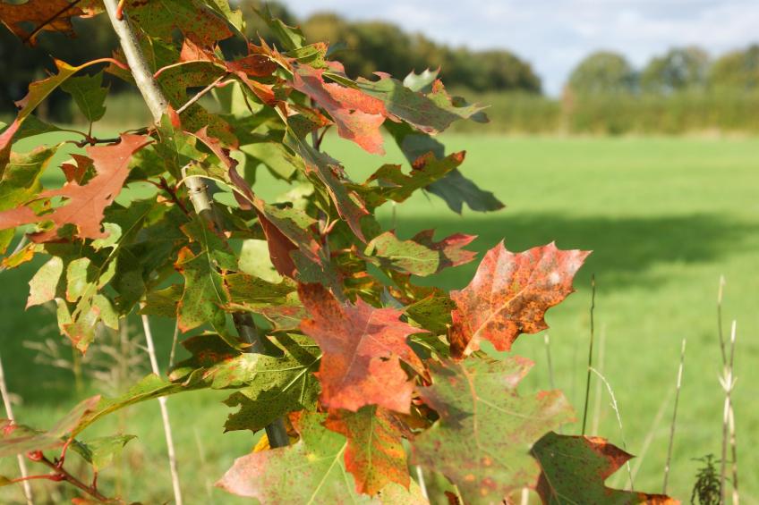 Vogelspotlodge Scholekster - foto 32