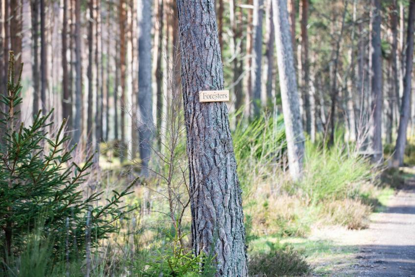 Forester’s Bothy - foto 11