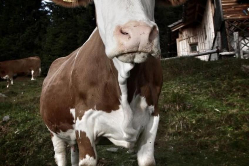 Almhütte Enzian - foto 34