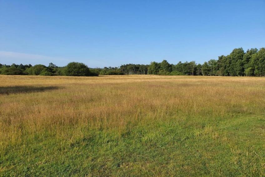 Waldzauber - foto 23