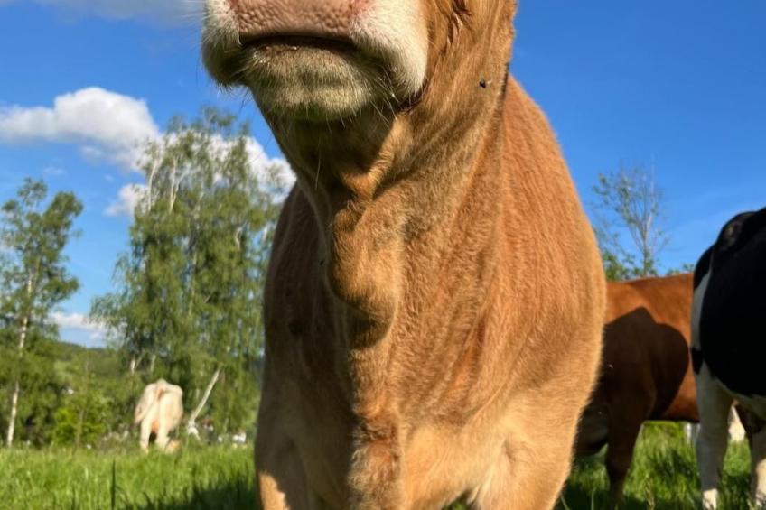 Wandlhof Ferienwohng - foto 5