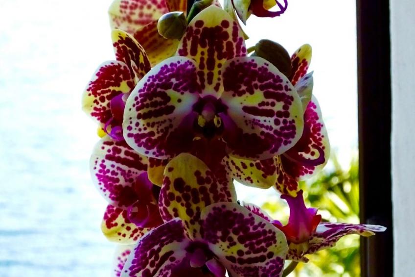 See-Penthouse - foto 39