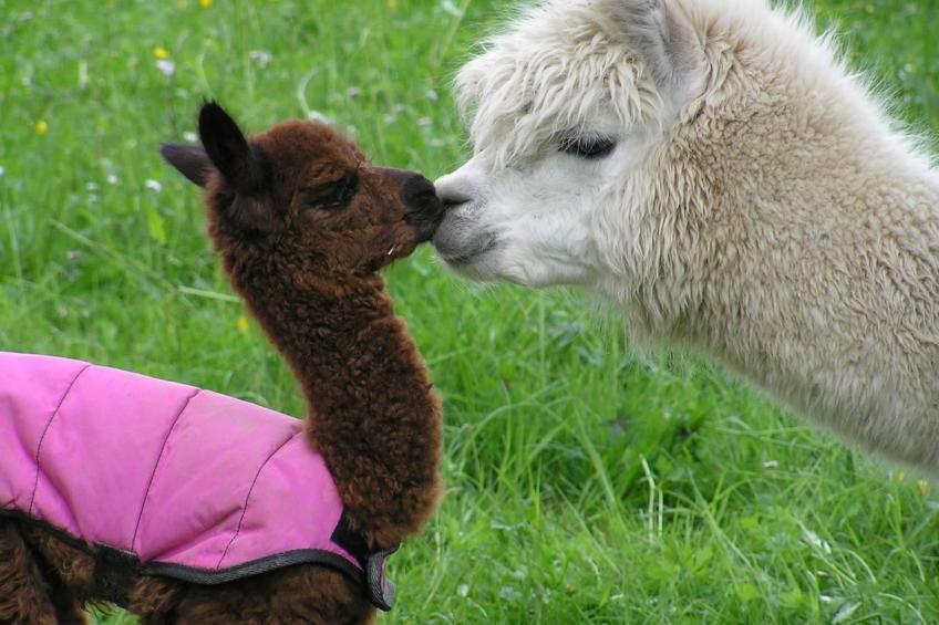 Alpakahof Ferien - foto 12