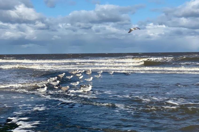 De Schelp 21 - foto 29